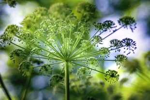 Foto av kvannplante