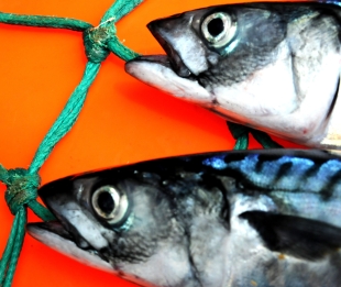 Matproduksjon til havs vil bli stadig viktigere. Hva må vi gjøre i dag for at vi i også i fremtiden skal kunne høste av havets skattkammer? Foto: Havforskningsinstituttet