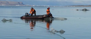 Fra feltarbeid på Svalbard med VISTA PhD Charmain Hamilton t.h. Professor Kit Kovacs t.v.